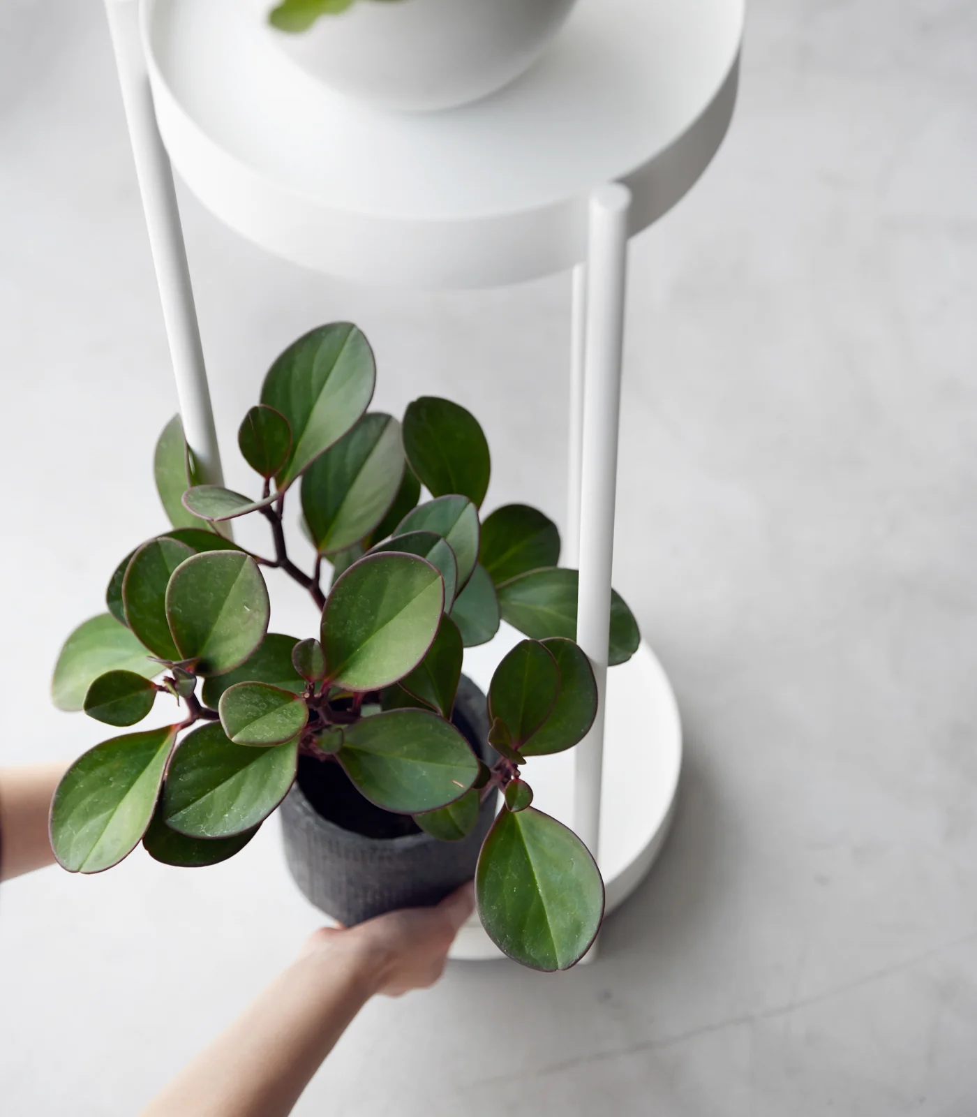 Two-Tier Rolling Plant Stand (28" H) - Steel - Image 5